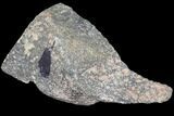 Polished Dinosaur Bone (Gembone) Section - Colorado #86824-2